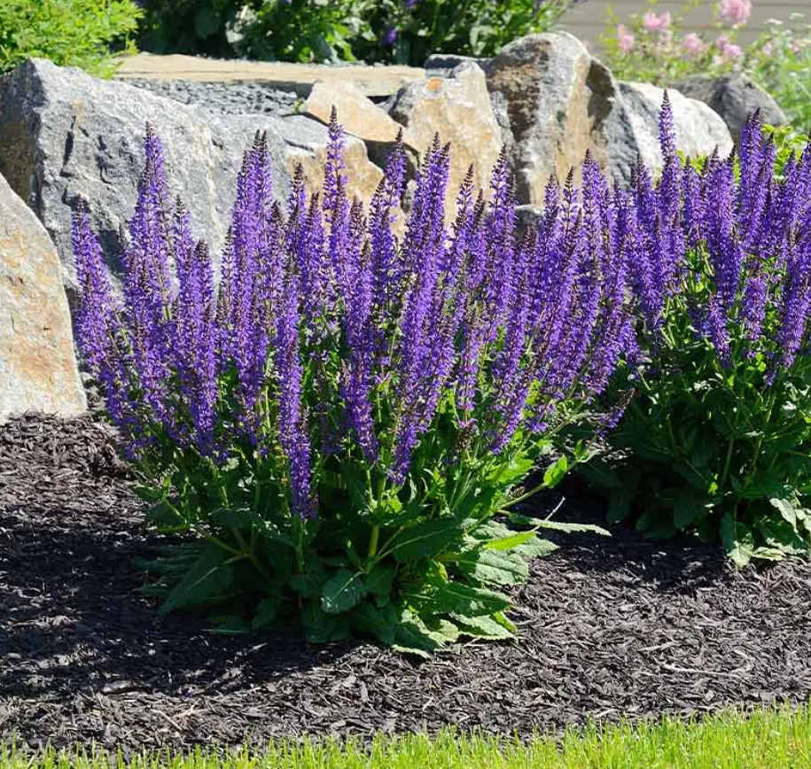 Purple salvia in full bloom in a fresh-mulched bed beside a natural fieldstone boulder wall.