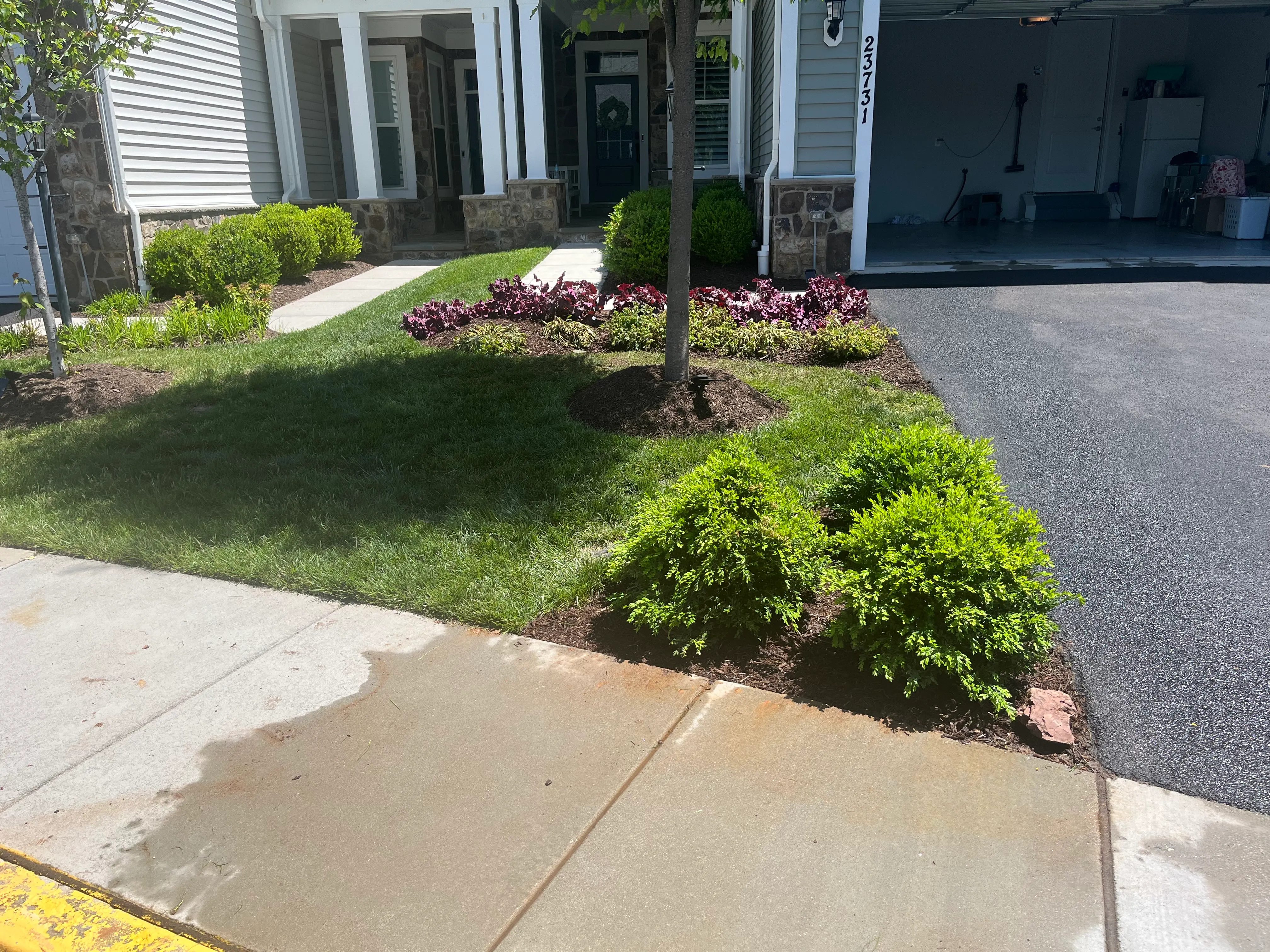 A townhome's foundation beds with clipped boxwood, burgundy heuchera, and golden cypress in fresh mulch.