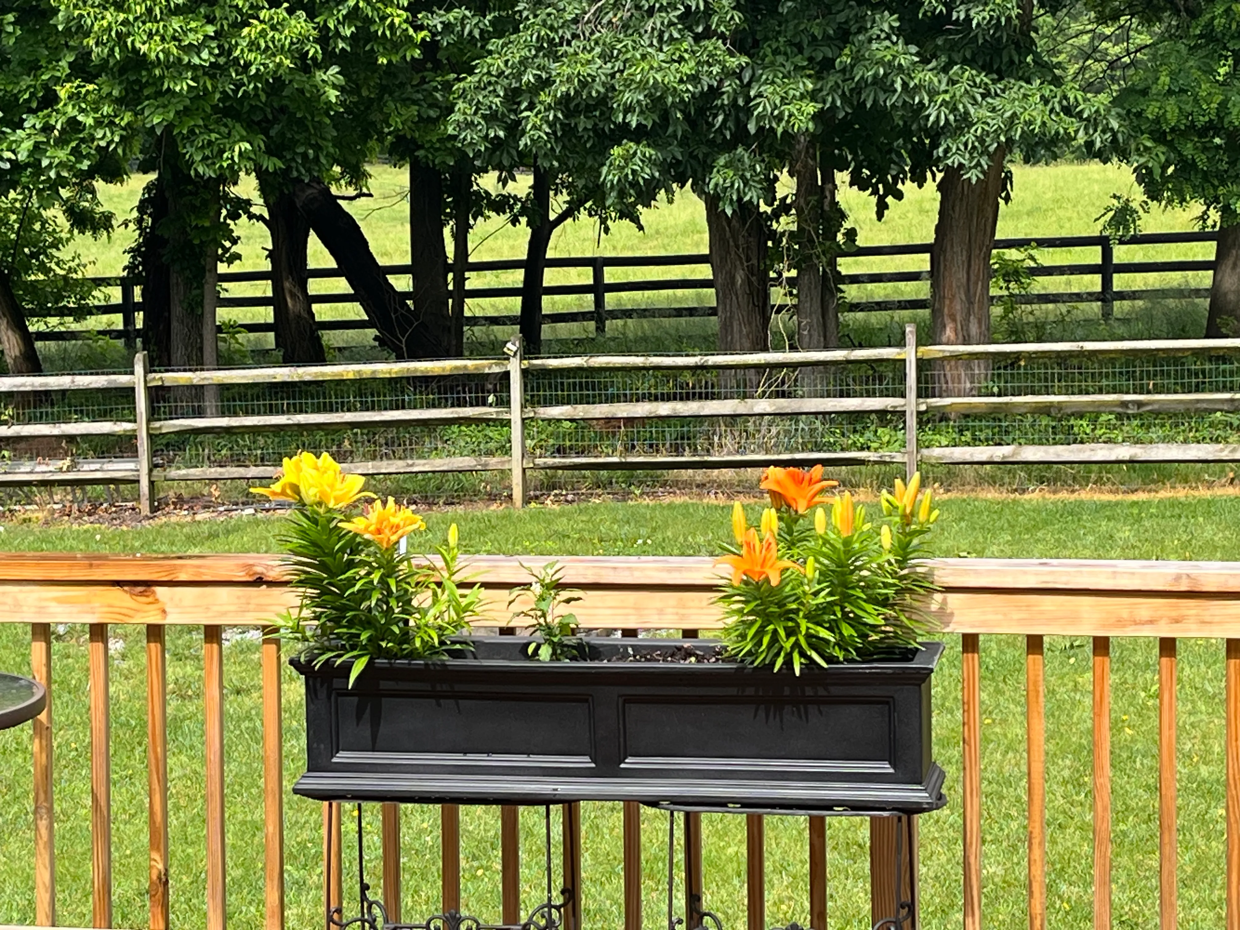 Window-box planters of orange lilies on a deck rail overlooking a fenced pasture.