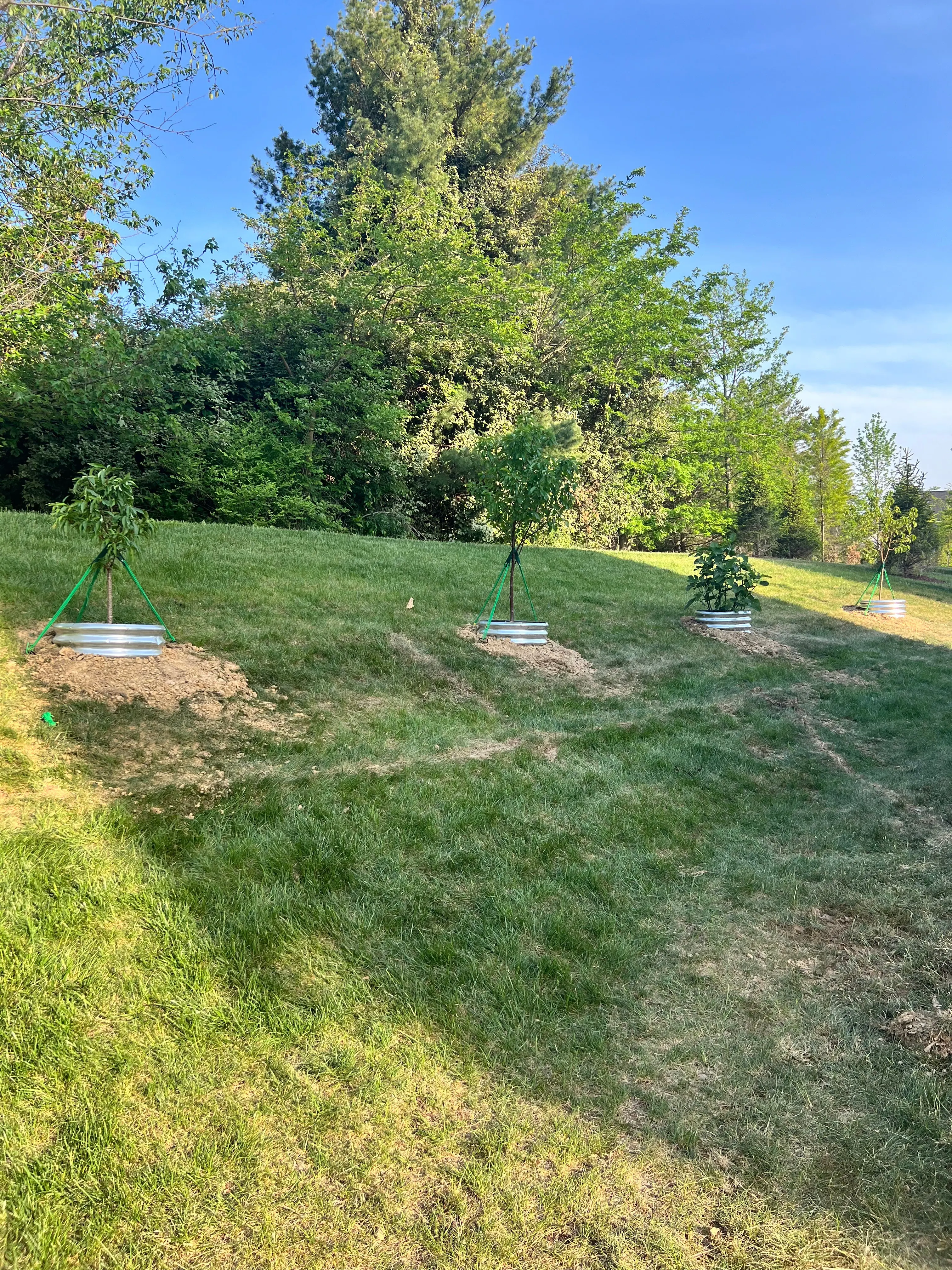 Hillside Planting — Fruity Delight — Broadlands, VA