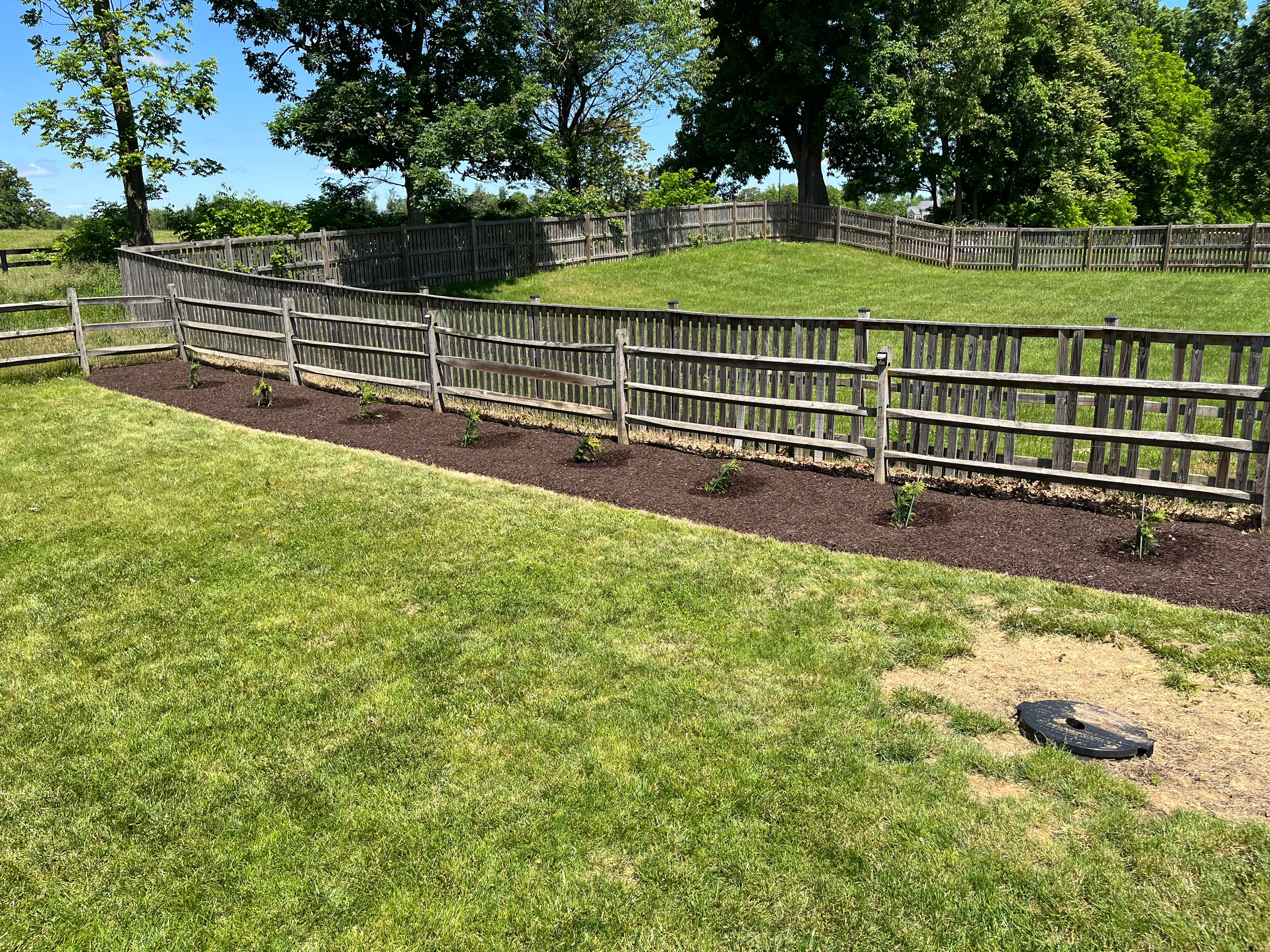 A new fence-line planting bed with young shrubs and fresh dark mulch along a wooden post-and-rail fence.