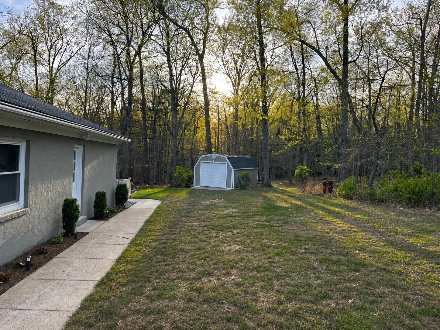 A freshly renovated lawn just after seeding — thin, striped, and patchy with soil still showing.