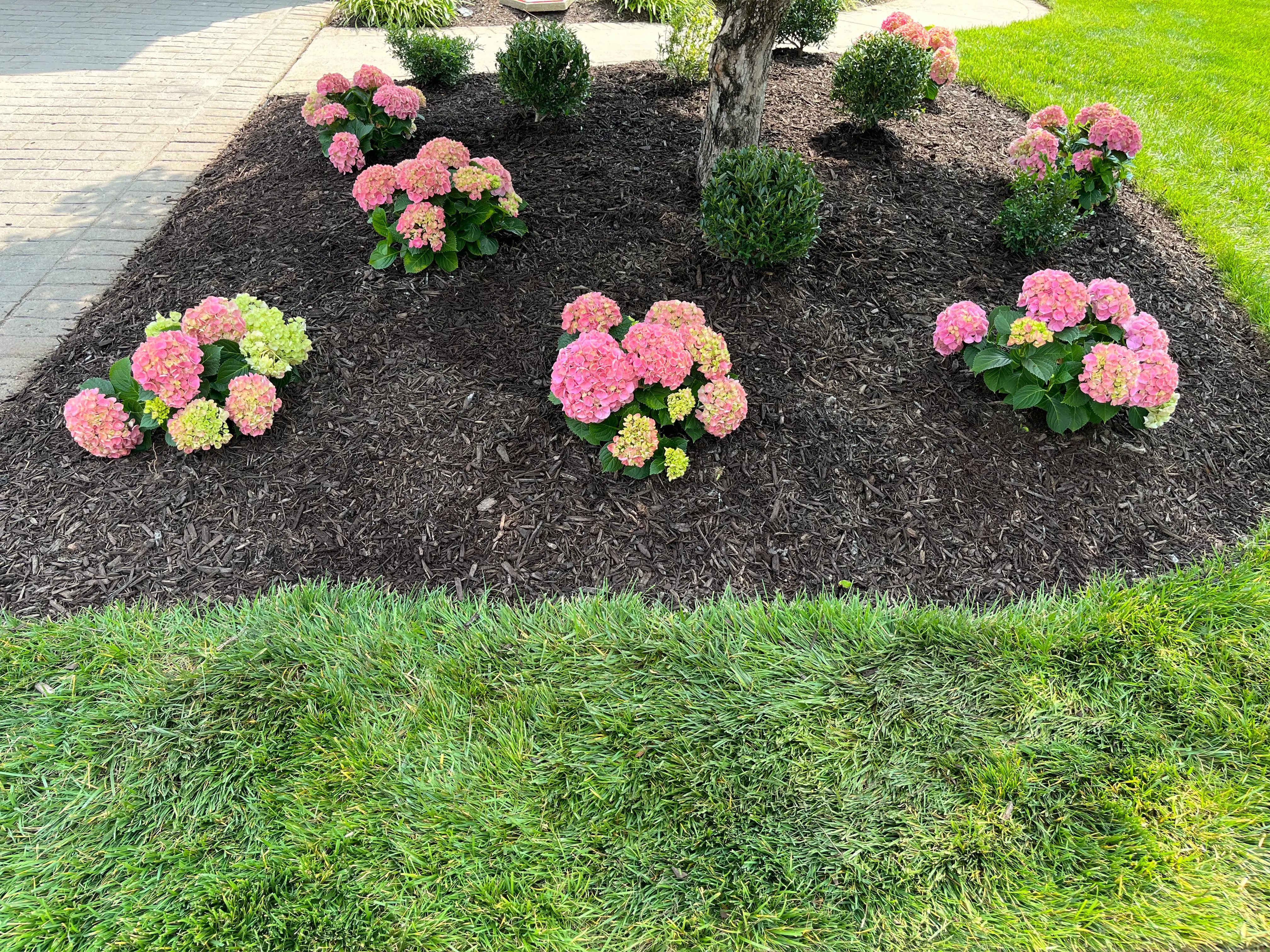 An island bed of pink hydrangeas and rounded boxwood in fresh dark mulch, edged cleanly against a green lawn.
